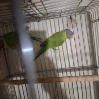 طوطی|پرنده|تهران, جی|دیوار