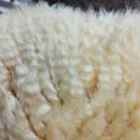 پوست گوسفند مرینوس ( خارجی )|صنایع دستی و سایر لوازم تزئینی|میانه, |دیوار