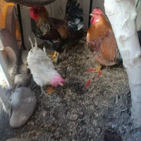 دوعدد خر‌وس محلی،دو عدد مرغ ماشینی