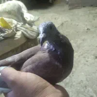 کبوتر پلاکی|پرنده|معمولان, |دیوار