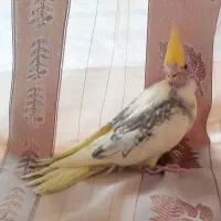 عروس هلندیدوکت|پرنده|آذرشهر, |دیوار