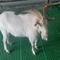 بزنر(چپش) ۳ساله