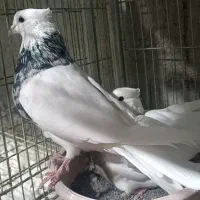 کفتر جوان طوقی