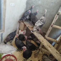 بوقلمون