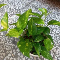 گل پتوس ابلق|گل و گیاه طبیعی|رشت, علی آباد|دیوار