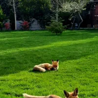 خدمات باغبانی|خدمات باغبانی و درختکاری|فردیس, قریشی|دیوار