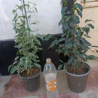 فروش انواع گلهای آپارتمانی با بهترین کیفیت|گل و گیاه طبیعی|کازرون, |دیوار