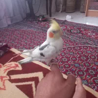 عروس هلندی اهلی اهلی|پرنده|چهارباغ, |دیوار