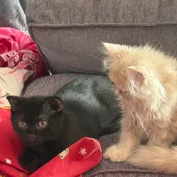 گربه نر و‌ ماده