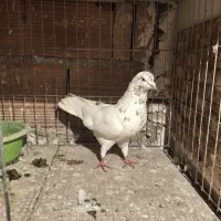 فروش کبوترخوب