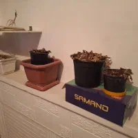 تعدادی گلدان بف فروش میرسد|گل و گیاه طبیعی|تهران, تسلیحات|دیوار