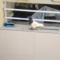 قناری کبوتر بدون ایراد