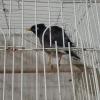 مینا خوش صدا|پرنده|تهران, منیریه|دیوار