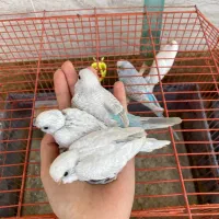 مرغ عشق|پرنده|بهبهان, |دیوار