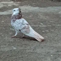 کبوتر هما سرور کاکولی
