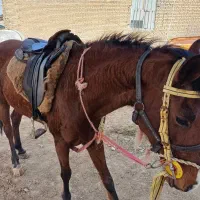 مادیان اصیل عرب