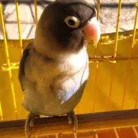 طوطی برزیلی|پرنده|اسلامشهر, شهرک محمدیه|دیوار