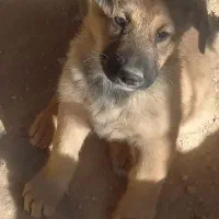 توله ۳ماهه ژرمن