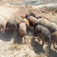 تعداد ۲۸ راس میش دوبهر کردی درجه یک ی صاحب|حیوانات مزرعه|چناران, |دیوار
