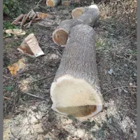 خریدانواع چوب های باغی