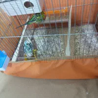 یه جفت مرغ عشق اینگلیسی با قفس و تجهیزات