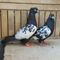 کفتر|پرنده|شیراز, شیشه‌گری|دیوار