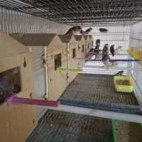 عروس هلندی/فنچ/کینگ/نرگسی/قفس