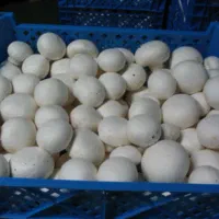 قارچ دکمه ای