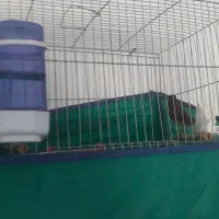 فروشدوقناری نرودو ماده۳ قفس یامعاوضهباسهره نرماده|پرنده|الیگودرز, |دیوار