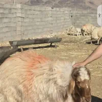 قوچ  تخمی هیترو  نژاد دار