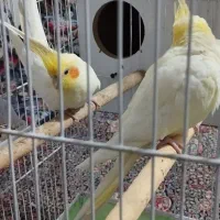 دو جفت عروس هلندی  تضمینی روی تخم