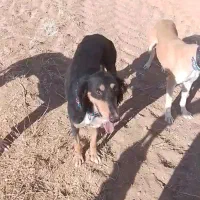 تازی|سگ|سنندج, |دیوار