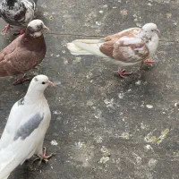 کفتر|پرنده|تهران, آهنگ|دیوار