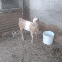 دوکهره نر خمونی وصومالی|حیوانات مزرعه|سعدآباد, |دیوار