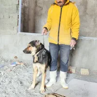 سگ دورگه نگهبانی|سگ|رودهن, |دیوار