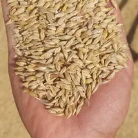 فروشخوراکداموطیور|عمدهفروشی|شهرکرد, |دیوار