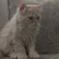 واگذاری گربه پرشین