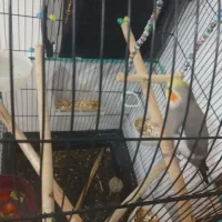 عروس هلندی نر|پرنده|کنگاور, |دیوار