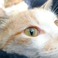 واگذاری گربه خونگی