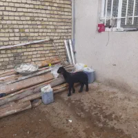 سه‌راس‌بره‌شیری‌قزل‌و‌افشاری