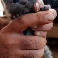 بچه گربه اسکاتیش بلو