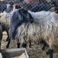 قوچ سیاه کبود درجه یک