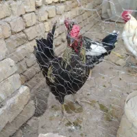 خروس های عالی