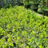 فروش شمشاد سبز پرتقالی و ابلق