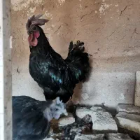 خروس ایام سمانی