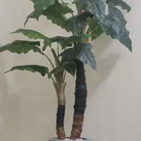 استخدام پزشک