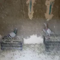 کفتر