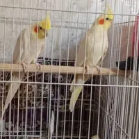 عروس هلندی معاوظه با کفتر