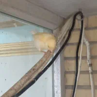 معاوضه با  عروس هلندی نر|پرنده|بندرعباس, |دیوار