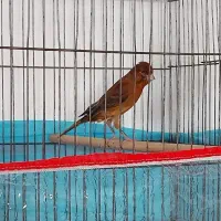 دو عدد قناری نر سرخ چنگ پا سیاه ذات قدیم